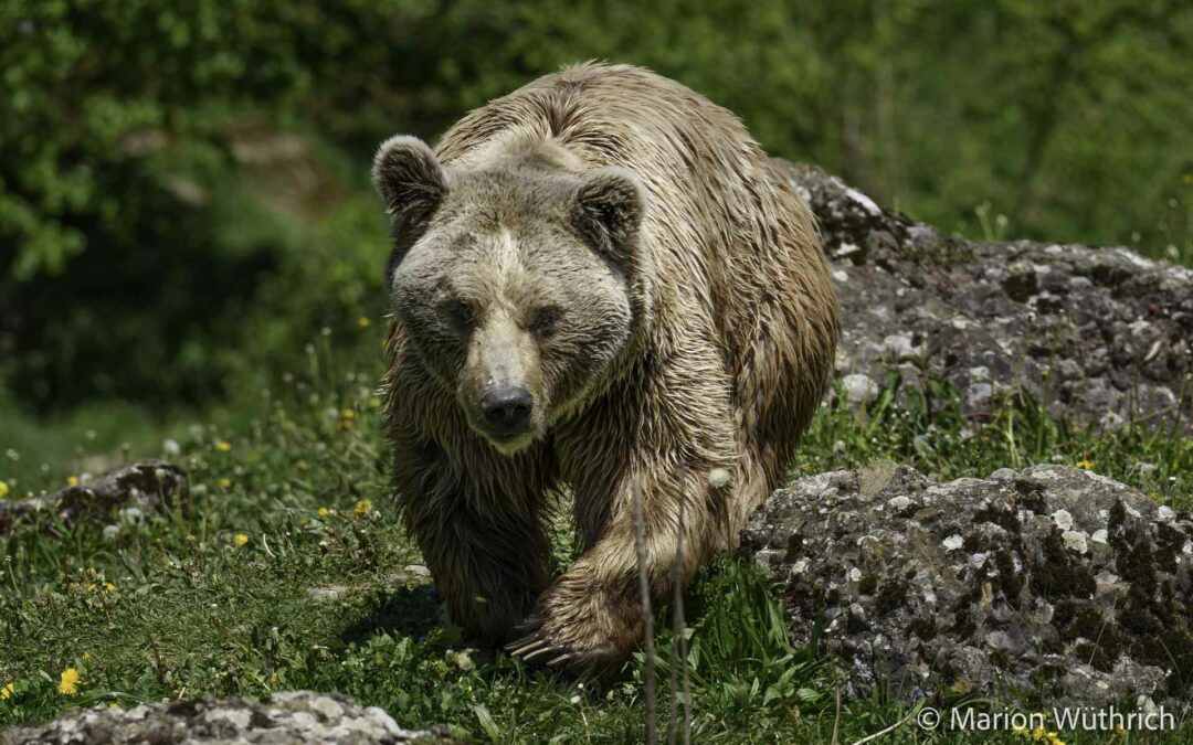 26.04.2024 – PGB Zoo Arth Goldau