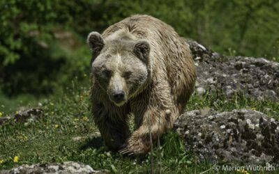 26.04.2024 – PGB Zoo Arth Goldau