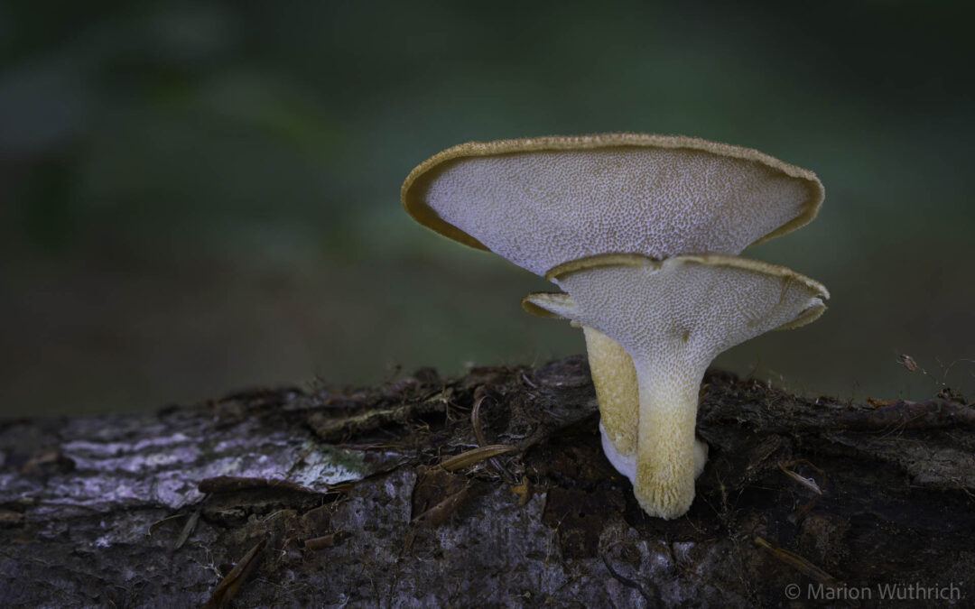 PILZE