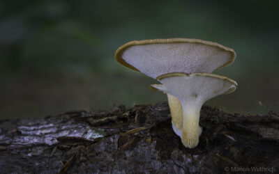 PILZE