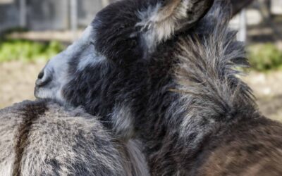 FRÜHLING 2026 in Bern-Bethlehem