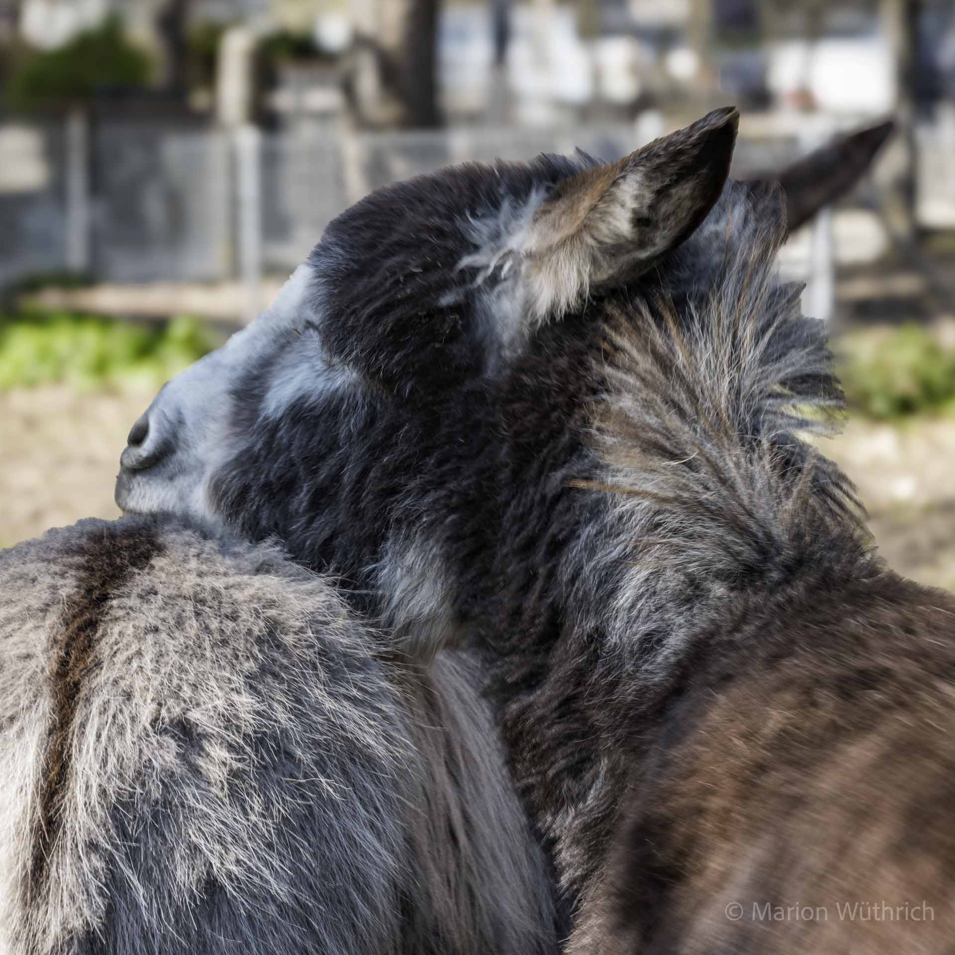202603 Frühling im Tscharnergut in Bern Bethlehem 1